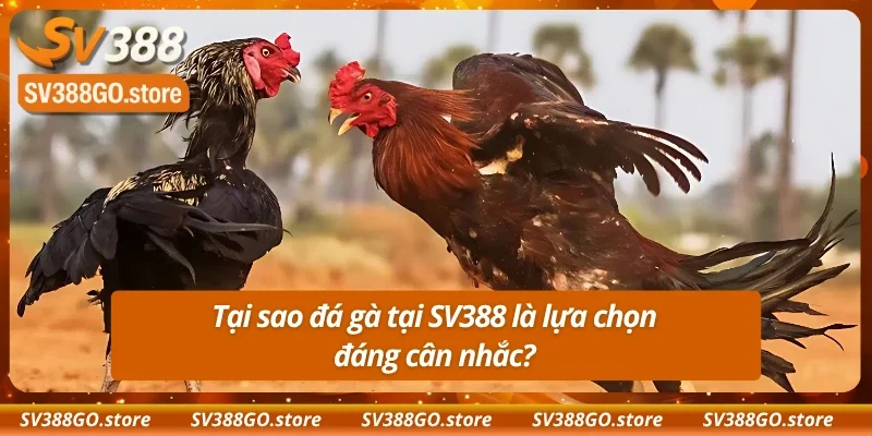 Những ưu điểm làm nên thương hiệu đá gà tại SV388