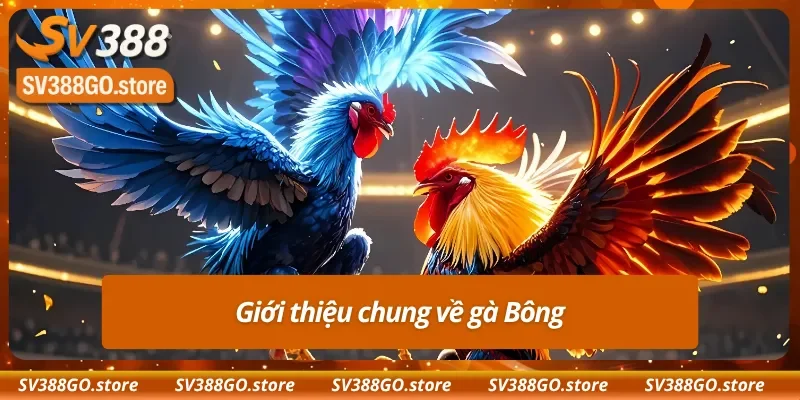 Giới thiệu về gà Bông