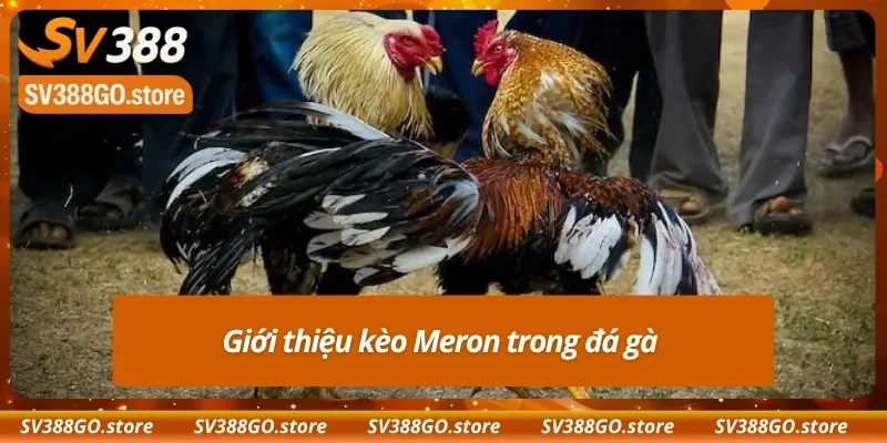 Vài nét về kèo Meron phổ biến 
